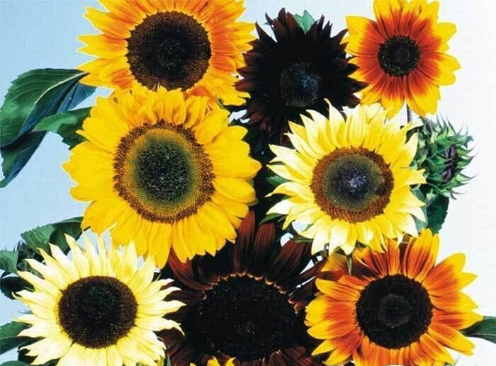 Sunflower Seeds - All Sorts Mixture - 2.grams