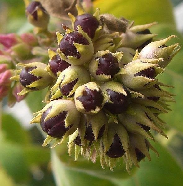 Cestrum elegans | Bastard Jasmine | Red Cestrum | 10 Seeds gallery