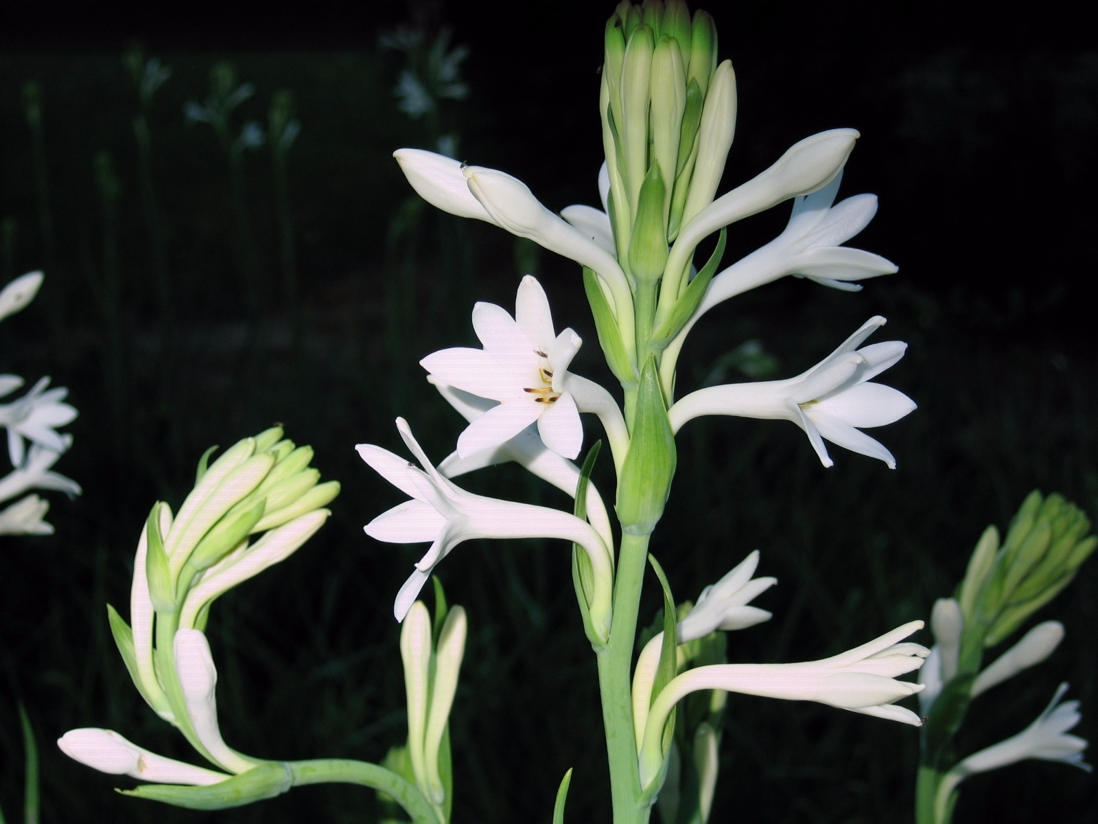 Tuberose single Mexican 10 bloom size bulbs FREGRANT - Polianthus gallery