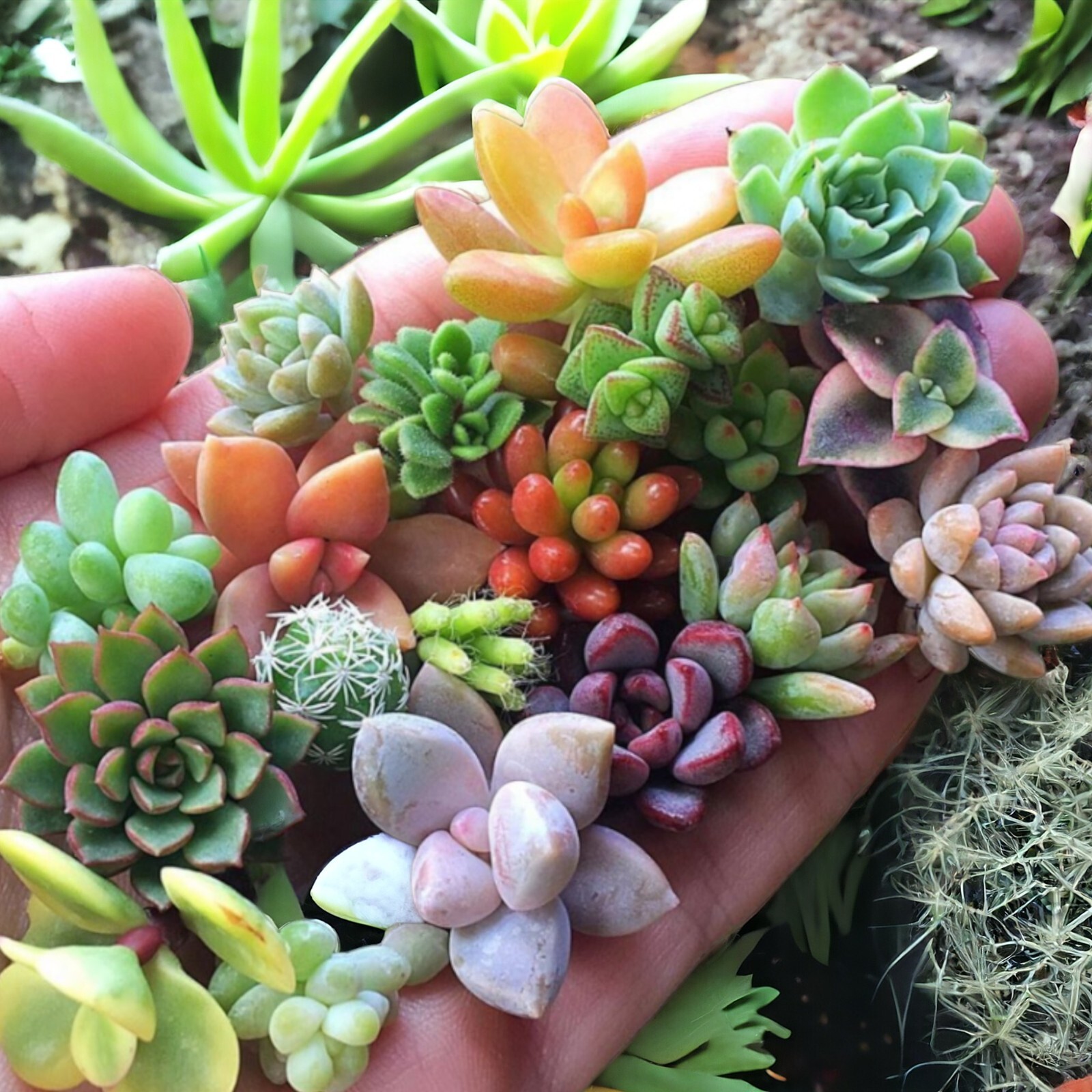200pcs Rare Mixed Succulent Seeds - Beautiful and Colorful Collection gallery