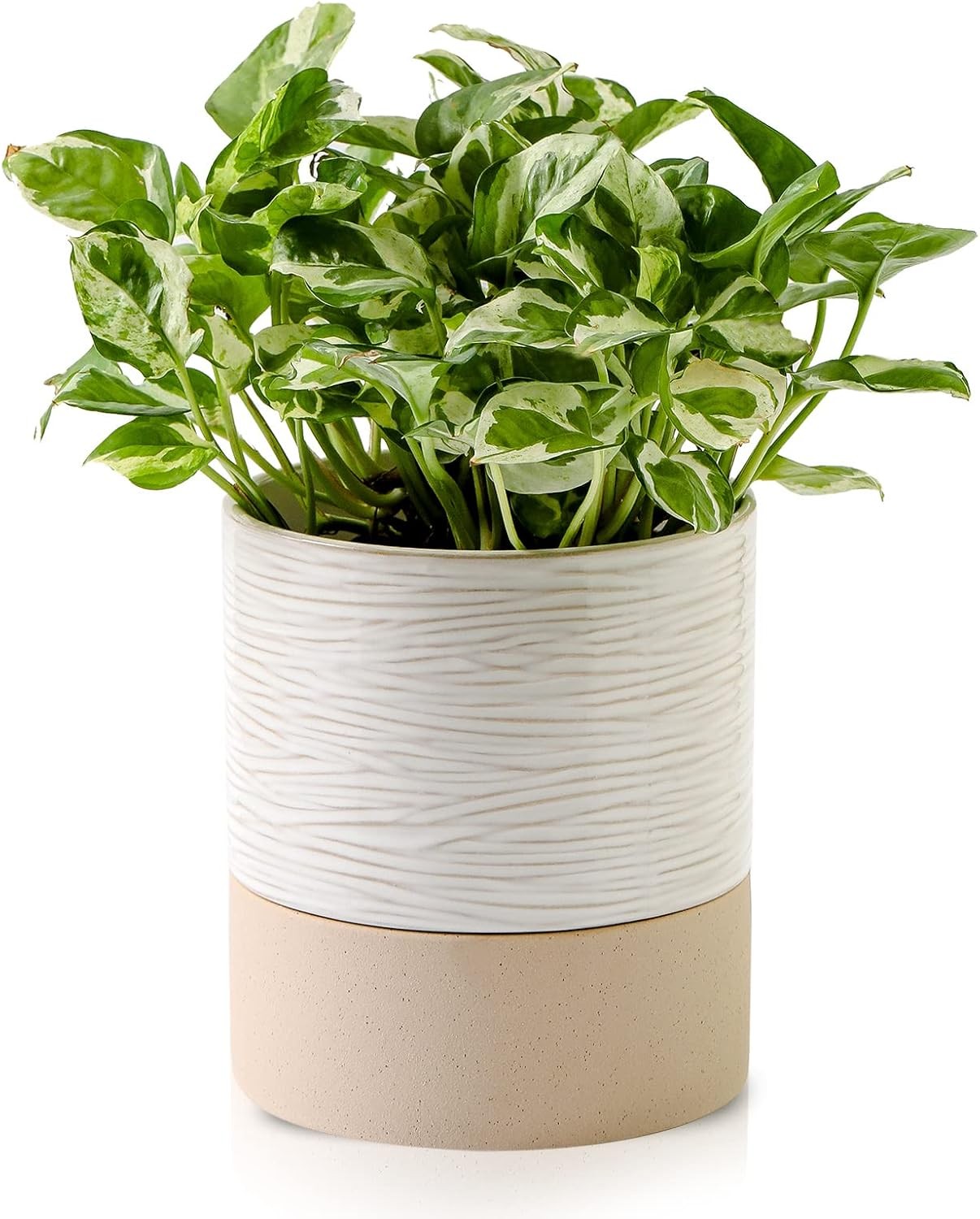 Self Watering Ceramic Plant Pots – 6 Inch White Planter with Drainage Hole & ... gallery