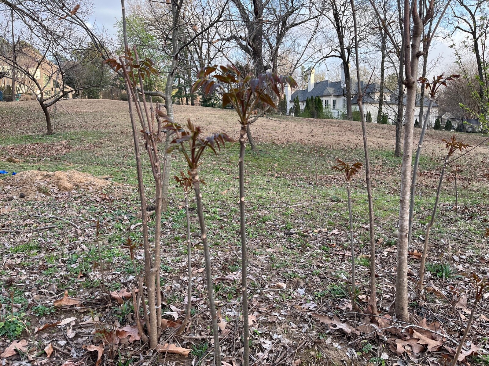 2 yr old红油香椿树 Toona Toon Sinensis Mahogany XiangChun TREE, 1 -2 ft tall gallery