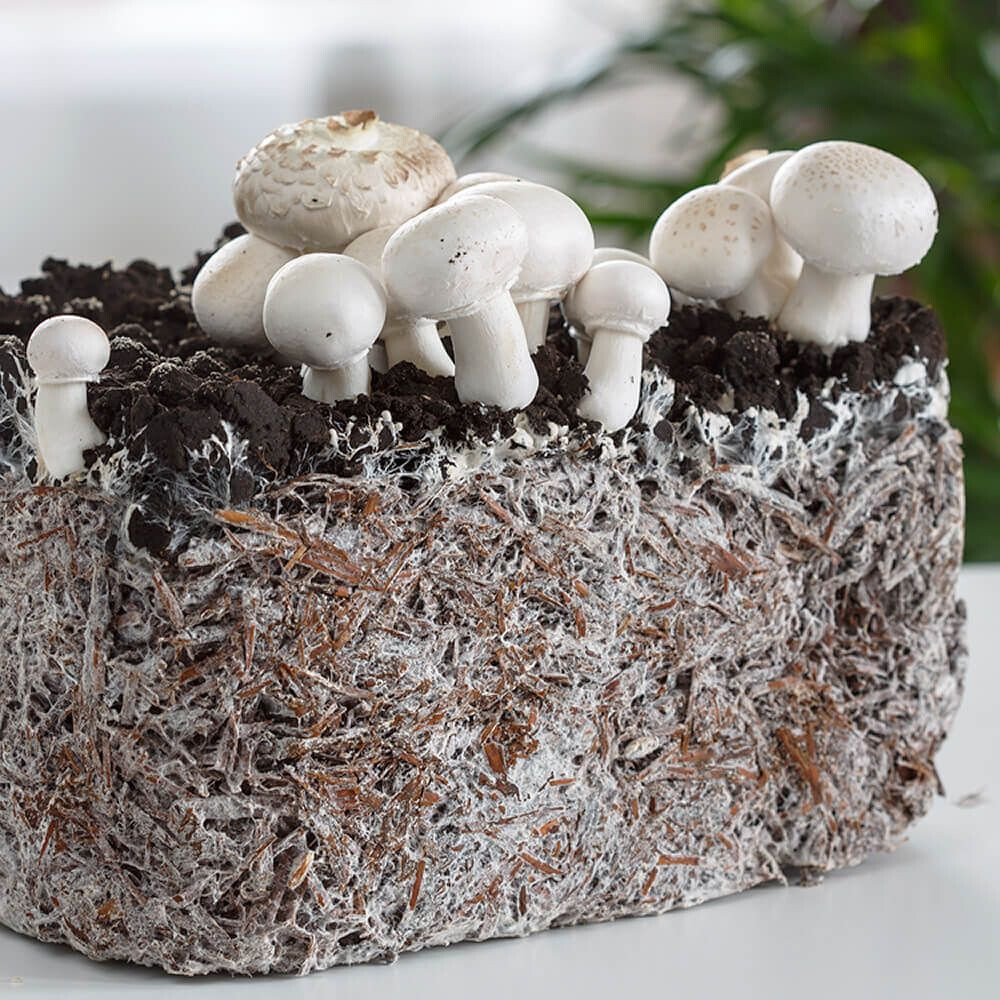White Button Mushroom (Agaricus bisporus) Liquid Culture gallery