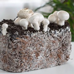 White Button Mushroom (Agaricus bisporus) Liquid Culture