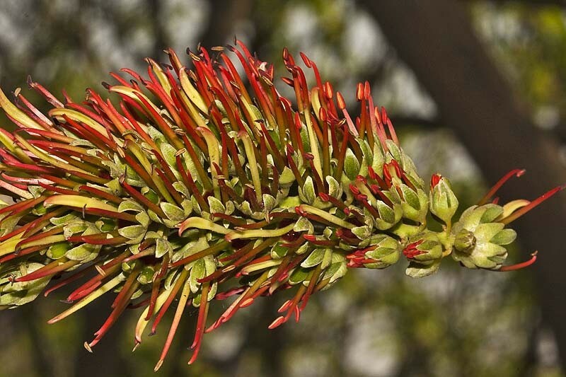 Acrocarpus fraxinifolius | Pink Cedar | Indian Ash | Shingle Tree | 20_Seeds gallery