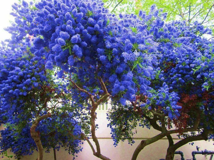 25 California Lilac Seeds Tree Fragrant Hardy Perennial Flower 357 US SELLER gallery