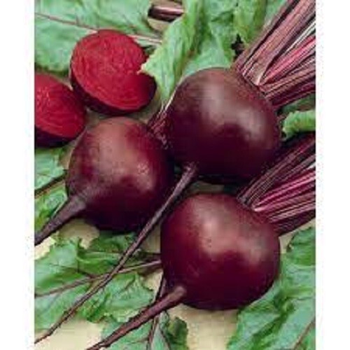 Premium Detroit Red Beets - Fresh Organic, Heirloom Seeds - Most Popular Variety gallery