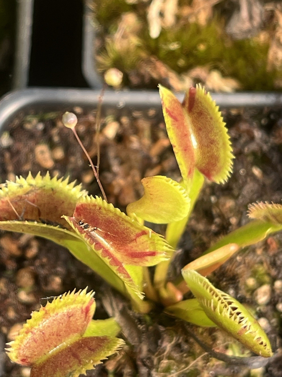 Dionaea Muscipula Scarlatine Variegated Venus Flytrap Live Potted Plant gallery