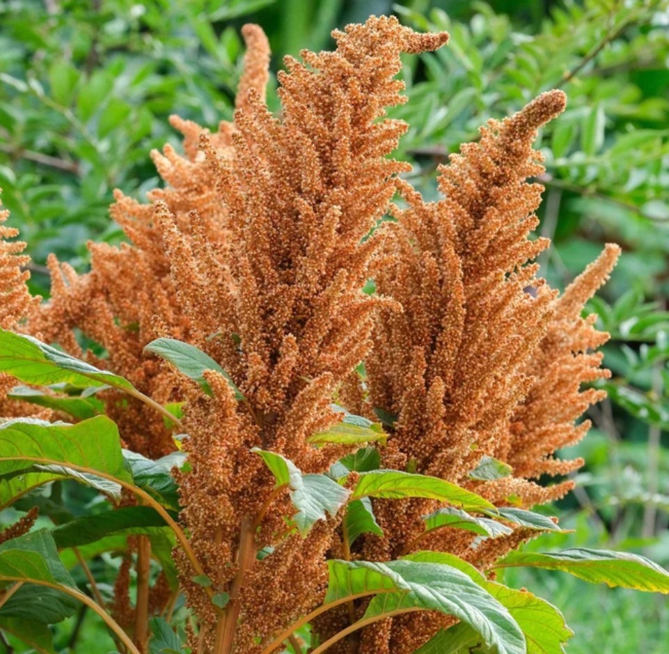 400+ Hot Biscuits Seeds **Fresh Seeds** ~~Free Shipping~~ gallery
