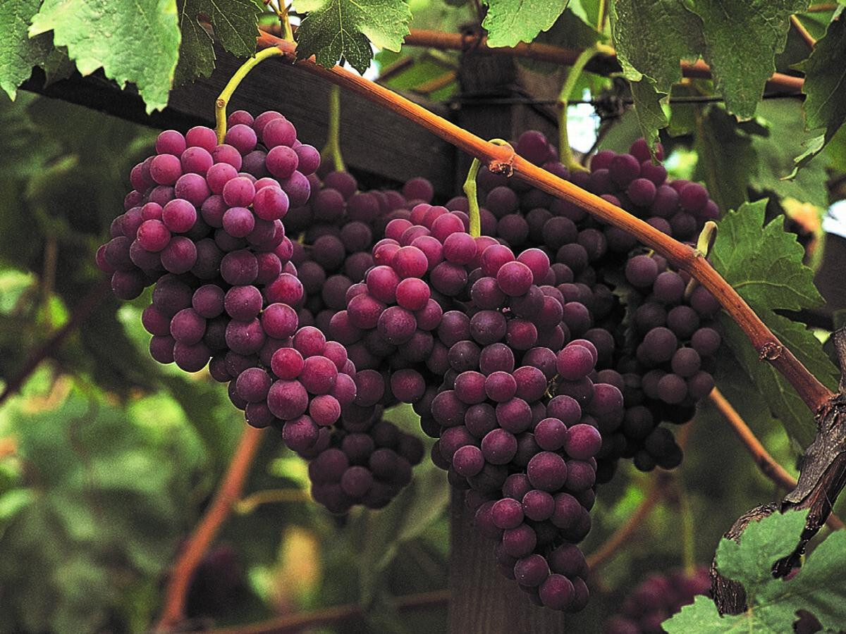 Sweet Red Flame Fruit Seedless Grape Vine Rooted Plants Tree 12+ inches Tall gallery