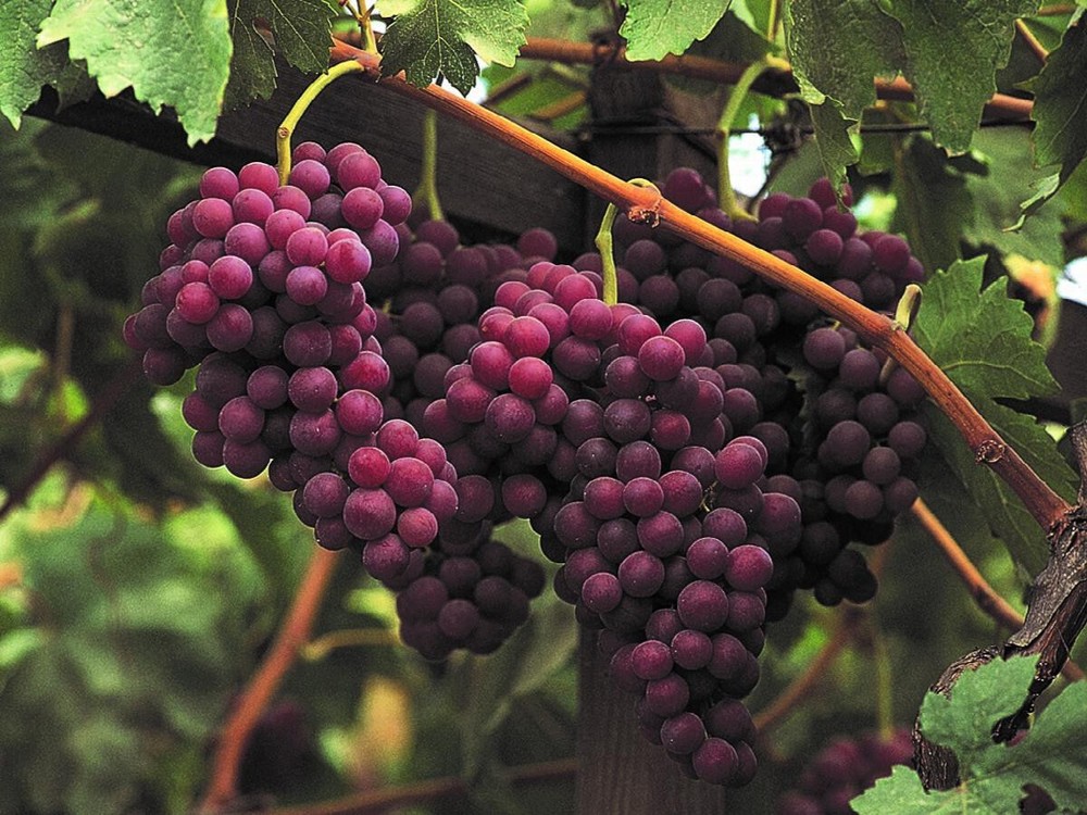 Sweet Red Flame Fruit Seedless Grape Vine Rooted Plants Tree 12+ inches Tall
