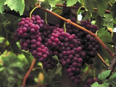 Sweet Red Flame Fruit Seedless Grape Vine Rooted Plants Tree 12+ inches Tall