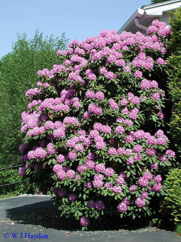 Rosebay Rhododendron, Rhododendron maximum, Shrub Seeds gallery