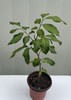 1 Longan Dimocarpus Tree With Pot 12” Dragon Eye Tropical Live Tree gallery
