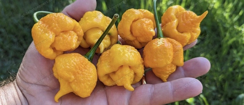 Popular!! Trinidad Moruga Scorpion!! Healthy!! Ready To Ship!! gallery