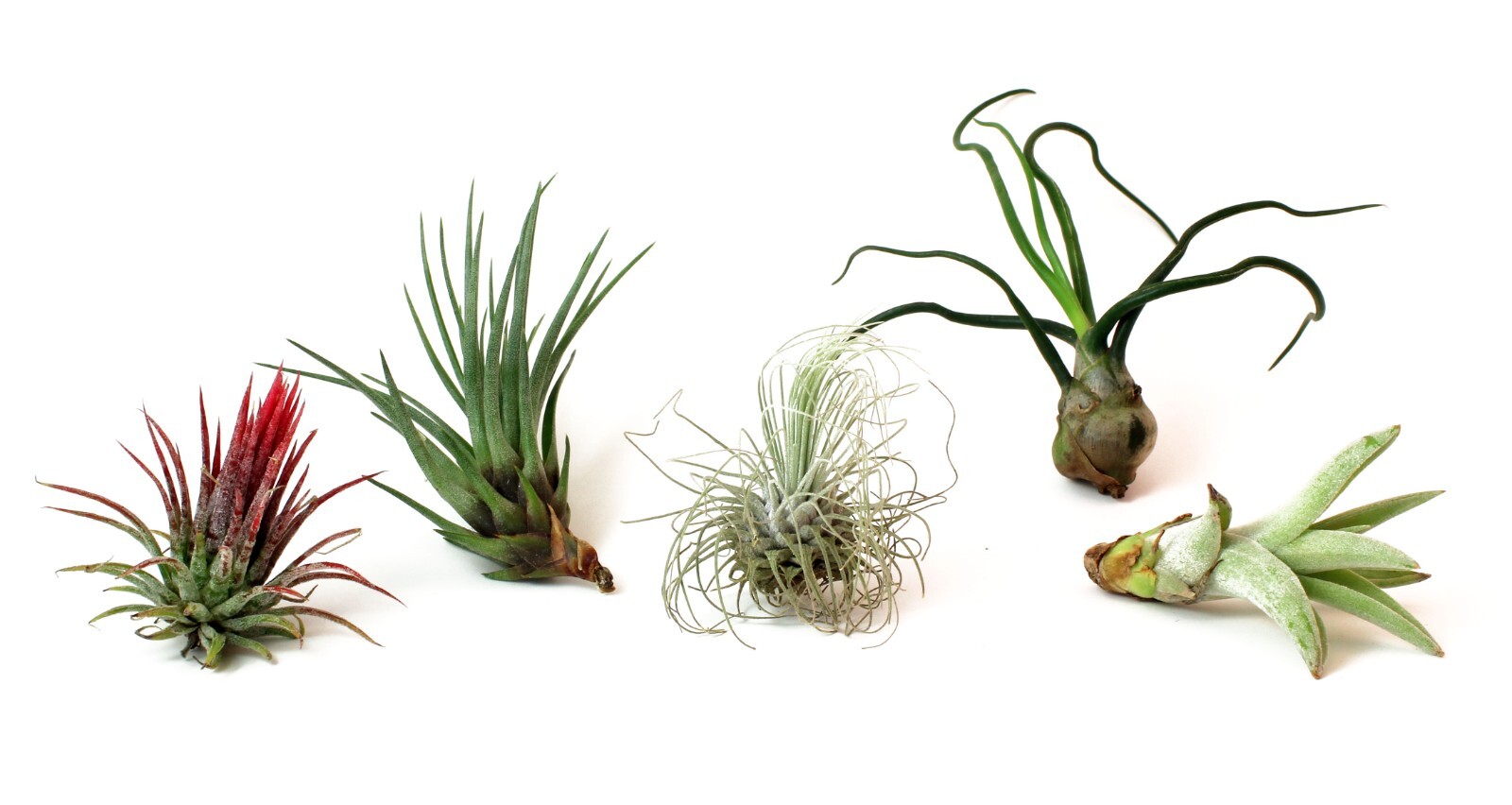 5 Pack Assorted Live Tillandsia Air Plants - Low Maintenance - Exotic Variety gallery
