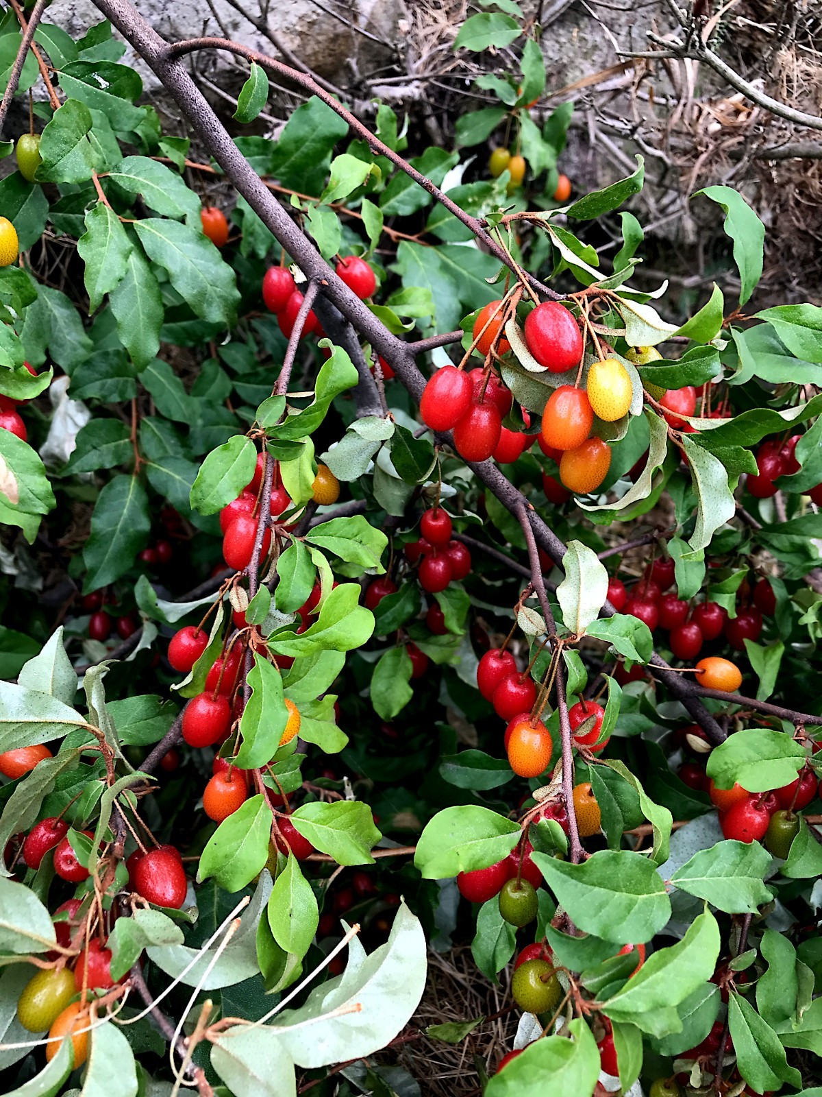 Goumi Berry Tree Seeds Elaeagnus multiflora Rare Hardy Cherry Silverberry Fruit gallery