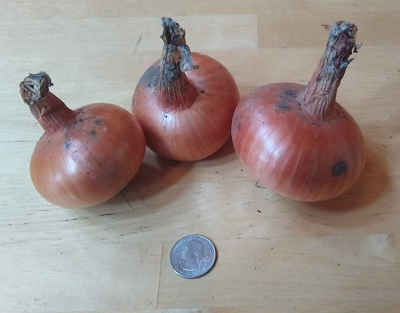 Potato Onion seeds ~ Open Pollinated Heirloom Multiplier Onions gallery