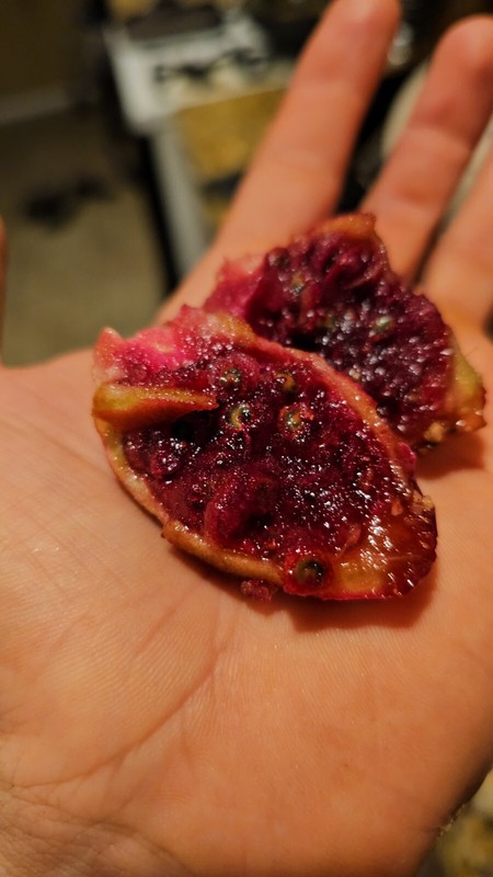 Desert Prickly pear ( Opuntia Phaeacantha), 2 Pads 4-7" [cold hardy -20F] gallery