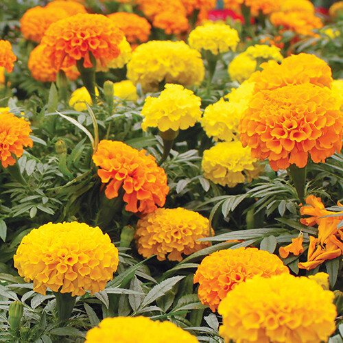 CrackerJack Mix Marigold Seeds | Heirloom | Free Shipping | Flower Seeds | 1191 gallery