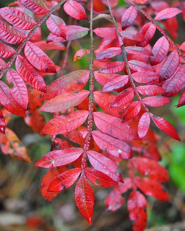 Winged Sumac Rhus Glabra 30+ Seeds gallery