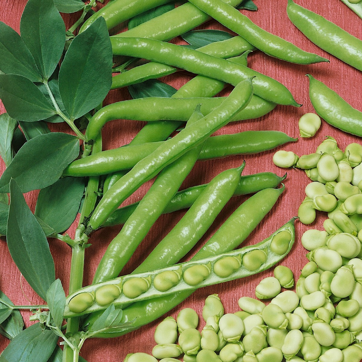 1/4 Lb Broad Windsor Fava Bean Seeds - Everwilde Farms Mylar Seed Packet gallery