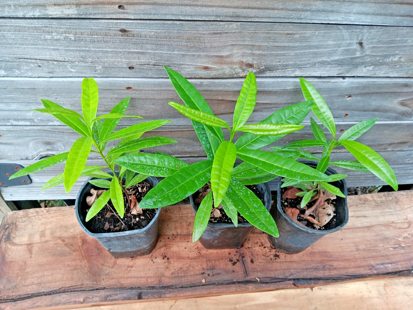 Allspice - Pimenta dioica - Jamaica Pepper - Live Plant! gallery