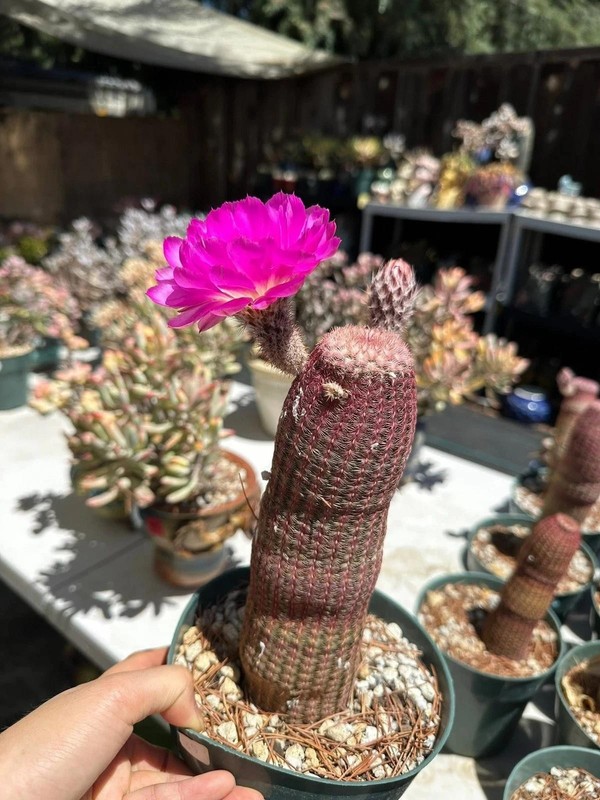 Echinocereus rigidissmus rubispinus Rainbow Hedgehog Cactus Succulent Plants gallery