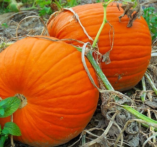 Pumpkin Seeds For Planting Max Connecticut or JACK O LANTERN Non-GMO Size: 5-100 gallery