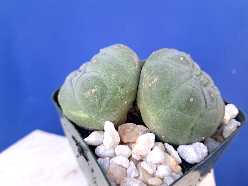 Unique Double Heads Variegated Barrel Cactus Cluster Plant Collectors RARE gallery