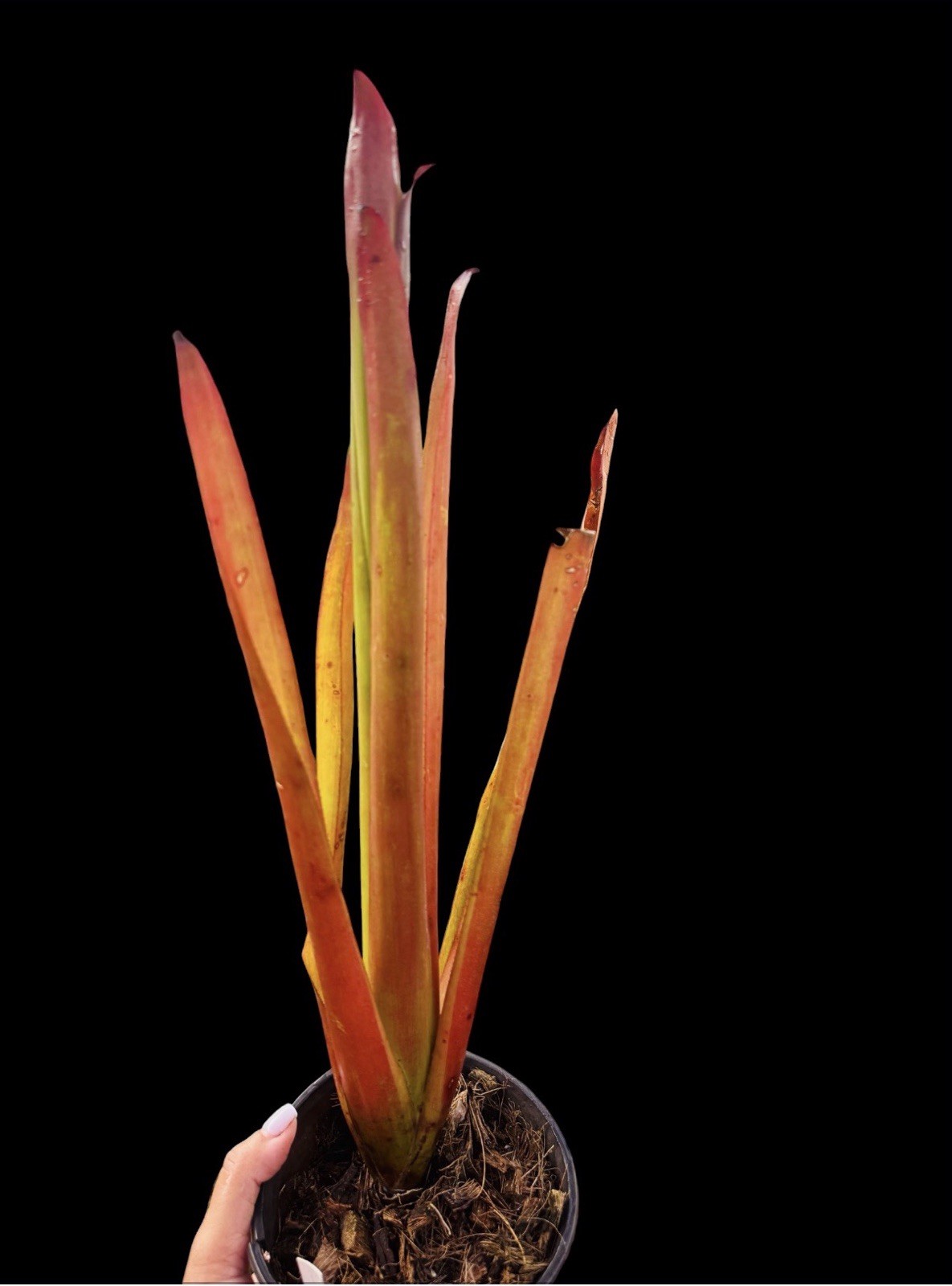 Aechmea Blanchetiana RED CANDLES - Sun Lover Plant 🔥🌿 gallery