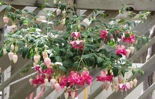 Mix 50pcs/bag Fuchsia Seeds Potted Flowers seeds,bonsai seeds.#5052 gallery