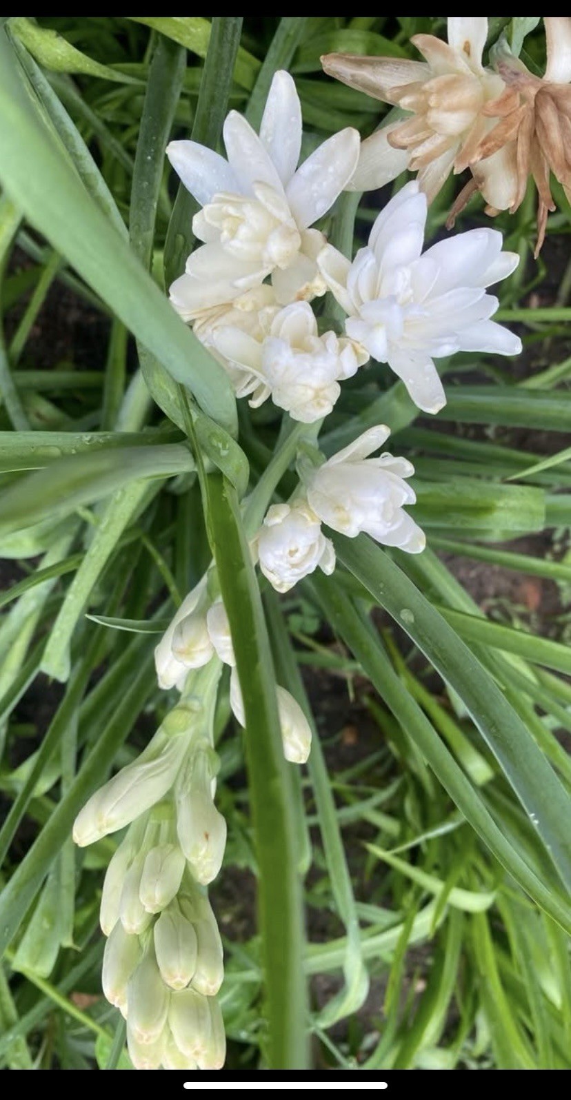 Tuberose Rojnigondha Mexican Tuberose 5- Plants Similar to Pictures gallery