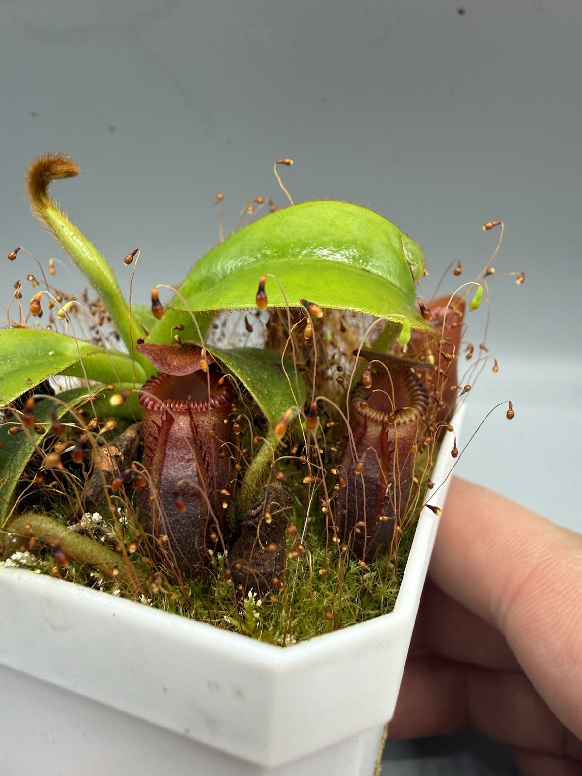 Nepenthes Villosa - Mt Kinabalu Specimen, Deep Red Pitchers gallery
