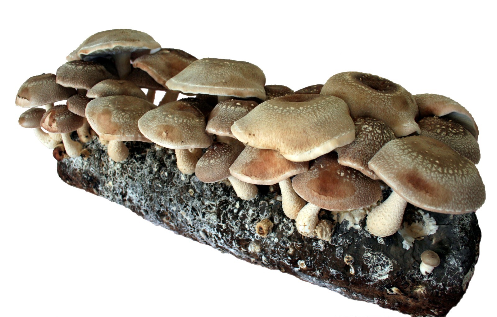 Root Mushroom Farm/Shiitake Mushroom Grow Kit/ Harvest in 10 Days gallery
