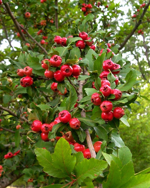 Crataegus opaca MAYHAW Fruit Tree Seeds! gallery