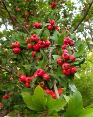 Crataegus opaca MAYHAW Fruit Tree Seeds!