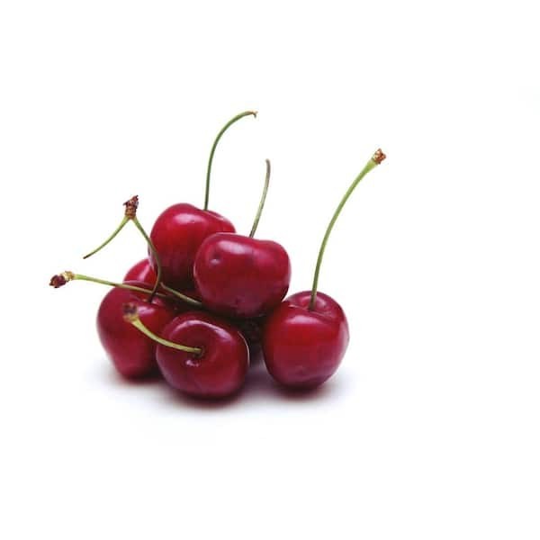 3 ft. Lapins Cherry Semi-Dwarf Tree – Self-Pollinating, High Yield gallery