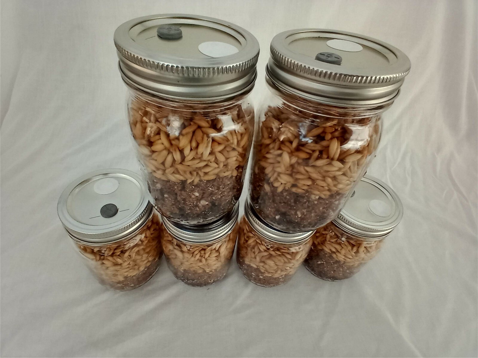 6 PINT Mushroom Jars READY ALL N 1 Sterilized Substrate Grain Grow Fast SHIP [A] gallery