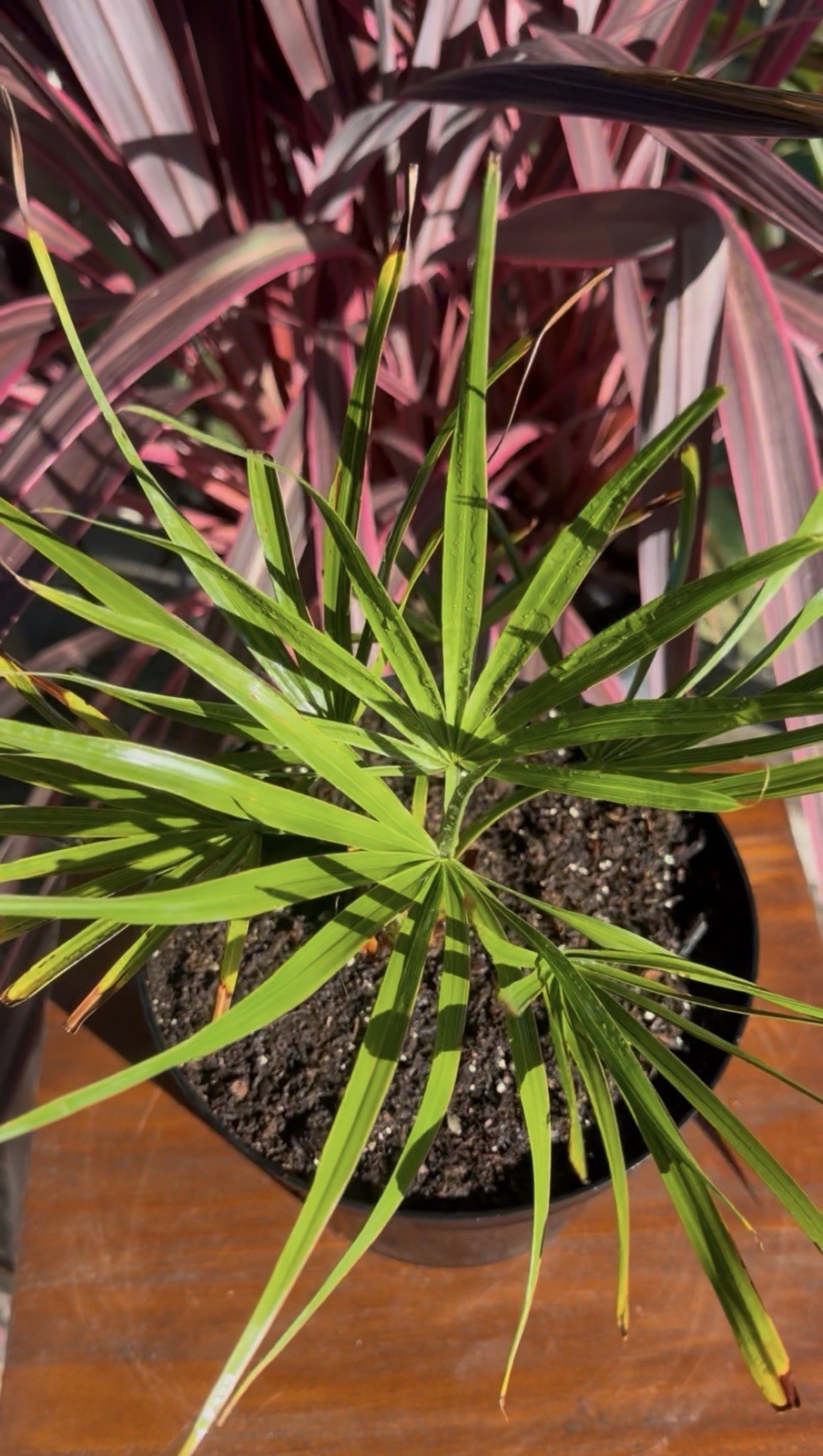 Brahea Moorei - Cold Hardy 10F - LIVE - Rare - Dwarf Rock Palm Tree - Tropical gallery