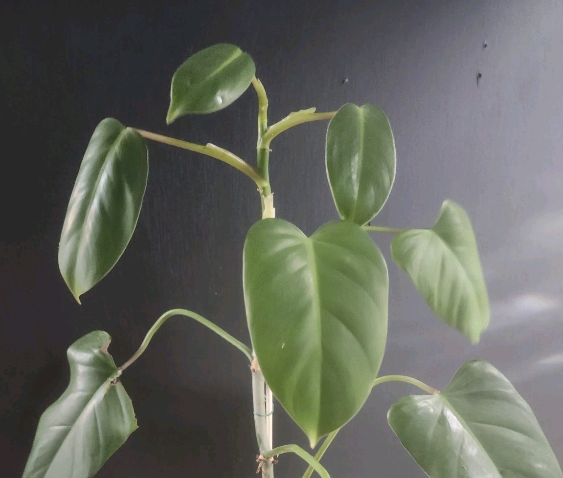 Emerald Green Philodendron Erubescens – 3 Unrooted Cuttings – Easy Fast Grower gallery