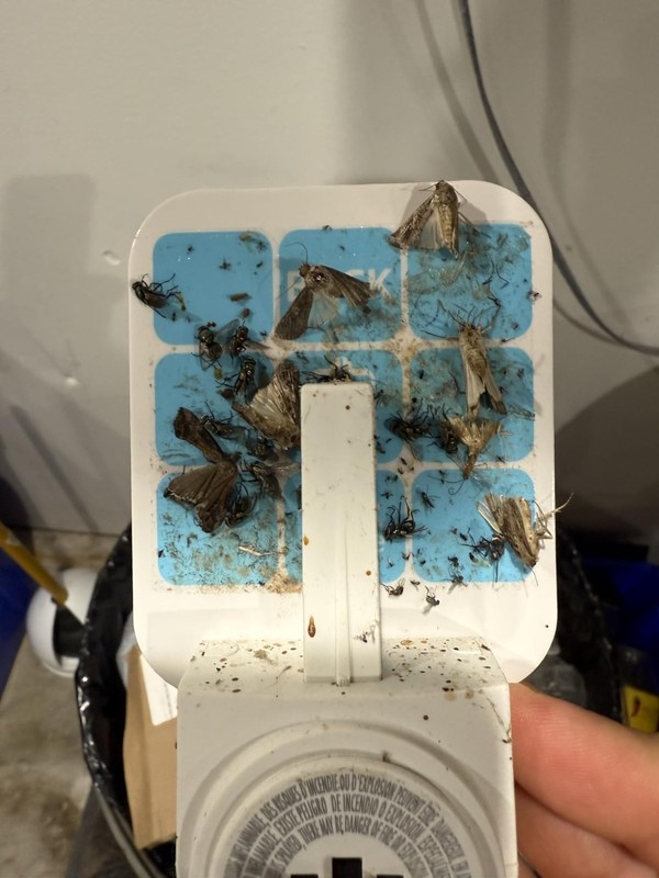 40 Pack Fly Trap Refills Compatible with Safer Home Flying Insect Trap Bulk NEW gallery