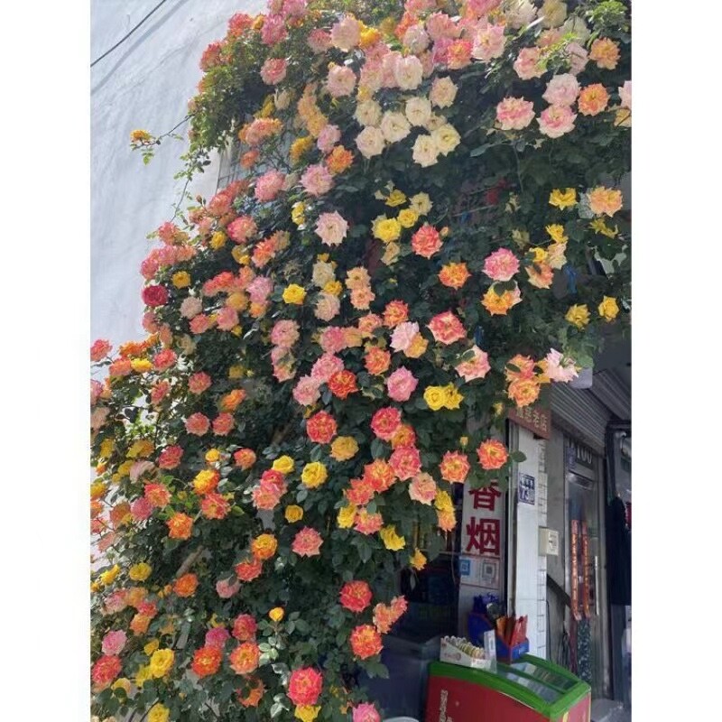 20 SEEDS for Joseph Coat RARE CLIMBER climbing Rose flower exotic USA Seller gallery
