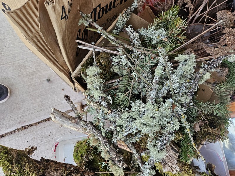 Litchen And Air Plants gallery
