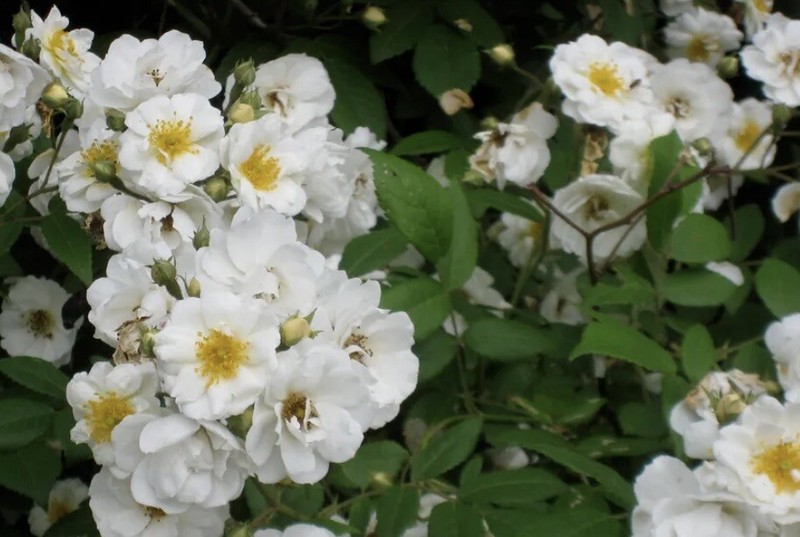 Rambler Rose (Rosa Multiflora) 15 UNROOTED Cuttings For Propagation gallery