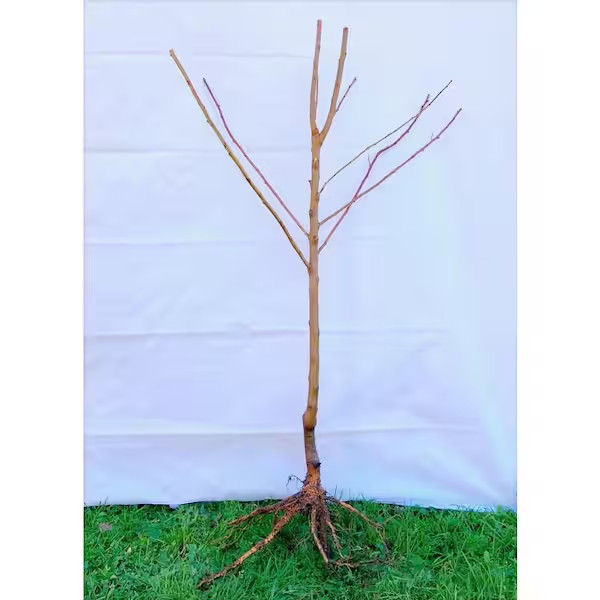 Dwarf Blenheim Apricot Tree (Bare-Root, 3 Ft. to 4 Ft Tall, 2-Years Old) gallery