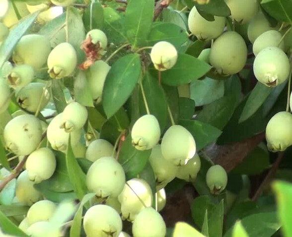 True White Sweet Myrtle (Myrtus communis L.) 25 Seeds (012) gallery