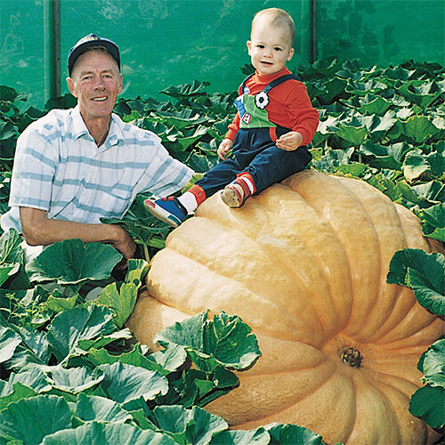 Dill's Atlantic Giant Pumpkin Seeds | World Record Holder | Free Shipping | 1074 gallery