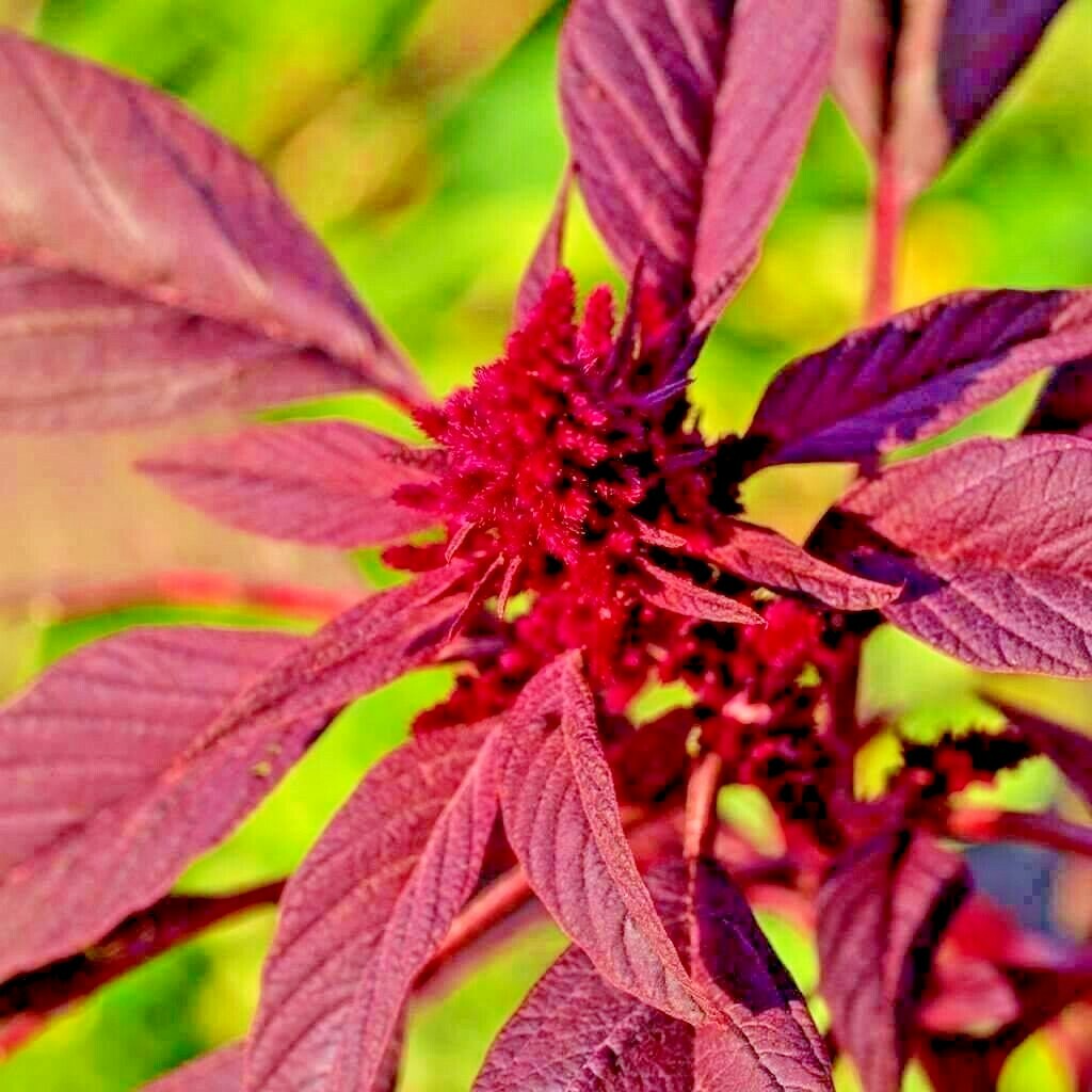 1000+ RED AMARANTH SEEDS VEGETABLE RARE GARDEN FLOWER NON-GMO HEIRLOOM HERB USA gallery
