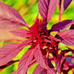1000+ RED AMARANTH SEEDS VEGETABLE RARE GARDEN FLOWER NON-GMO HEIRLOOM HERB USA